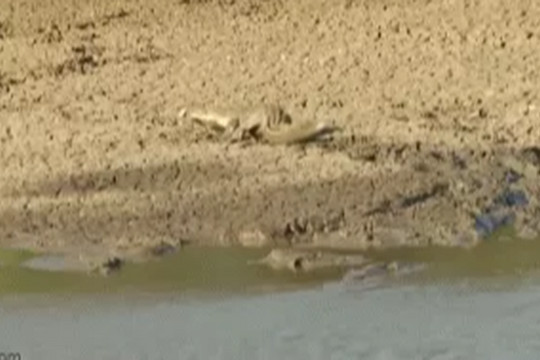 Loài rắn chết chóc nhất châu Phi vong mạng trước sức mạnh của cá sấu