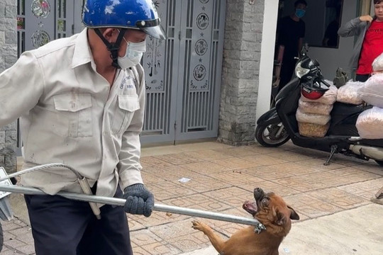 Chó chết sau khi cắn chủ nhà, Đồng Nai ghi nhận ổ dịch dại thứ 8