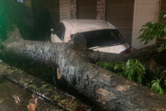 Cây đổ sau trận dông lốc ở Hà Nội, đè trúng 2 xe sang trên phố