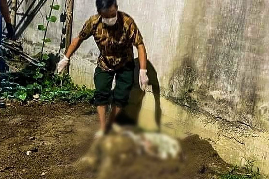 Phát hiện thi thể thiếu nữ 15 tuổi bị chôn lấp trong vườn chuối ở Hải Phòng