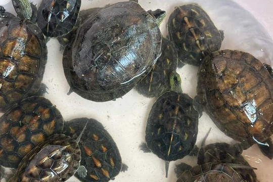 Một ngôi chùa ở Đà Nẵng giao nộp 114 cá thể rùa phóng sinh
