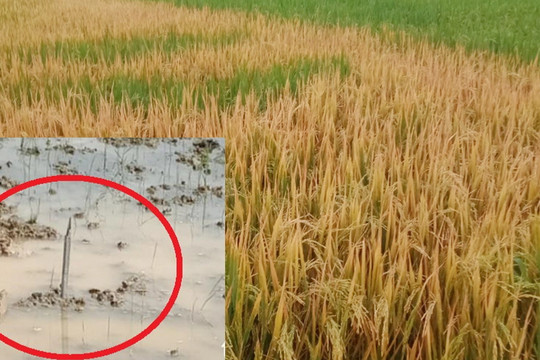 Nghệ An: Ruộng lúa gần đến ngày thu hoạch bất ngờ cháy vàng nghi bị đầu độc