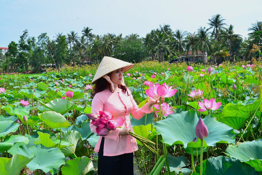 Mặc nắng nóng, du khách mê mải check-in tại đầm sen tự nhiên lớn nhất Bình Định