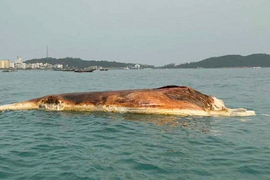 Xác cá voi nặng 10 tấn trôi dạt vào vùng biển Quảng Ninh