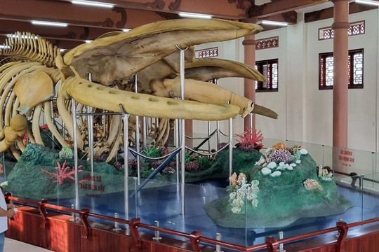Hai bộ xương cá voi lớn nhất Việt Nam trưng bày tại đảo Lý Sơn