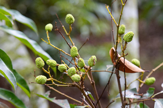 Mùa vải buồn ở Bắc Giang, mất nghìn tỷ đồng vì cây  ‘chột’ hoa