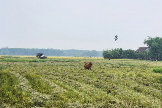 Đi gặt lúa thuê, 3 người bị hành hung trên cánh đồng