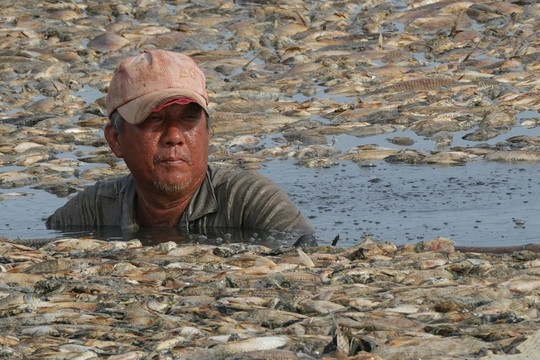 Dọn xong hơn 200 tấn xác cá ở hồ Sông Mây ở Đồng Nai