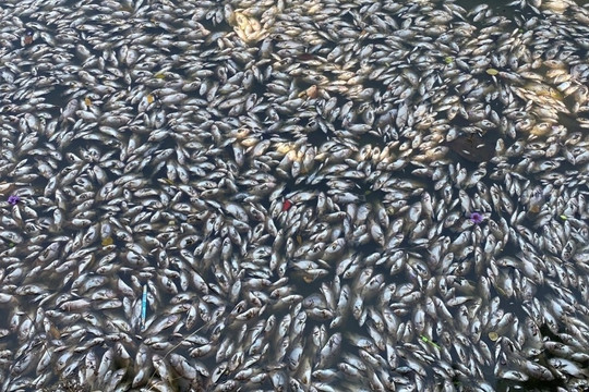Cá chết nổi dày đặc hồ sinh thái Bàu Sen ở Bình Định