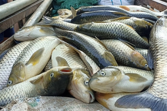 Xác định nguyên nhân cá chết hàng loạt trên sông Mã
