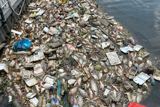 Mới mưa vài ngày, xác cá đã nổi đầy kênh Nhiêu Lộc