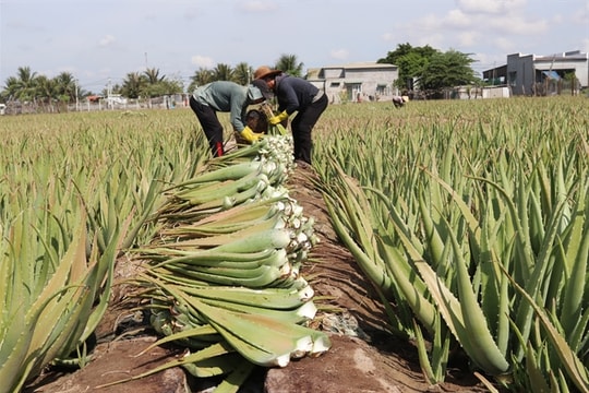 Ninh Thuận aloe vera in high demand during hot summer