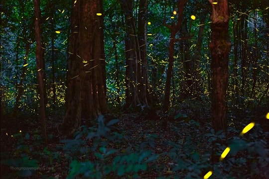 Cúc Phương National Park's night tour proving popular