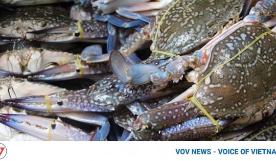 China emerges as largest buyer of Vietnamese crabs in Q1