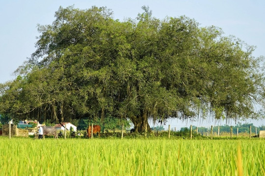 Cây sanh đại thụ 500 tuổi nằm giữa cánh đồng, dân làng dựng hàng rào bảo vệ