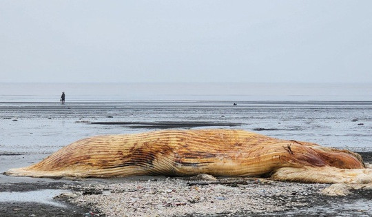 Cá voi nặng hàng chục tấn chết trôi dạt vào bờ biển
