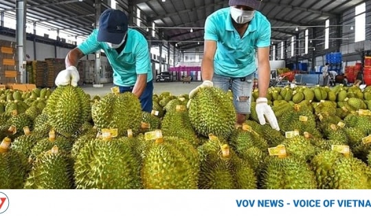 Durian exported to China does not contain excessive cadmium levels: test results