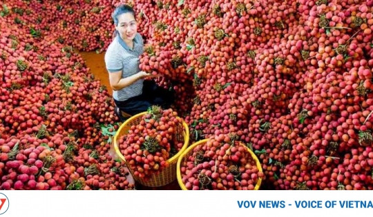 Thanh Ha lychees to be transported to Australia by air