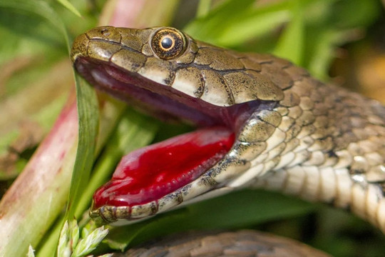 Loài rắn biết cách "hộc máu", đóng kịch giả chết để qua mặt kẻ thù
