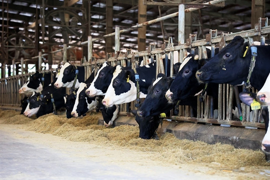 Việt Nam's livestock association wants to delay greenhouse gas inventory at least until 2027