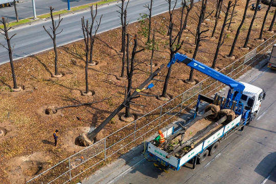 Người dân TPHCM tiếc nuối những tuyến đường rợp bóng cây xanh