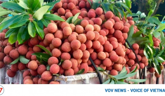 Nearly 2.5 tonnes of early-ripening lychees to enter Middle East market