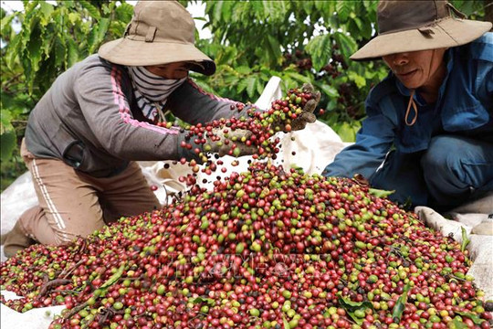 Giá cà phê hôm nay (21-5): Tăng nhẹ ở thị trường trong nước