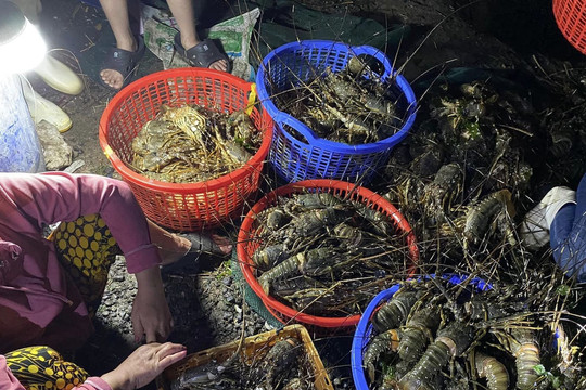 Tôm hùm chết hàng loạt: Phú Yên kiến nghị Bộ Nông nghiệp hỗ trợ