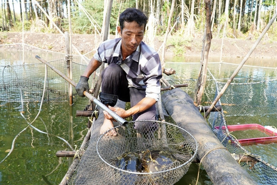 Mekong Delta breeds aquatic creatures in forests to mitigate climate change effects