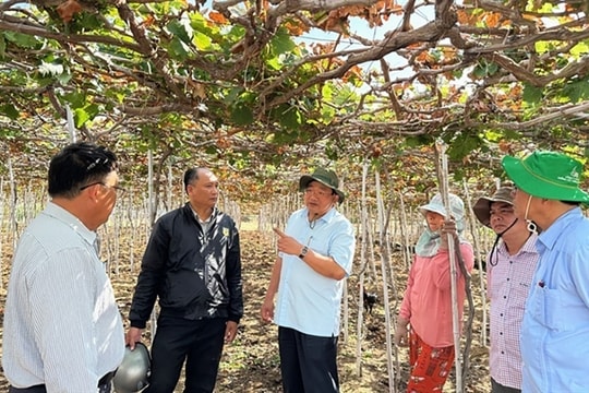 Ninh Thuận Province’s efforts to save crops as dry weather persists