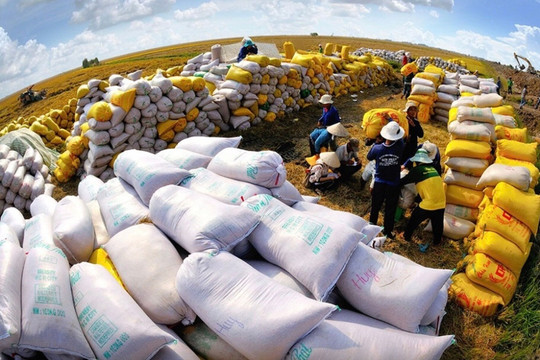 Thế giới thiếu 7 triệu tấn gạo: Kỳ tích xuất khẩu gạo Việt Nam sẽ lặp lại?