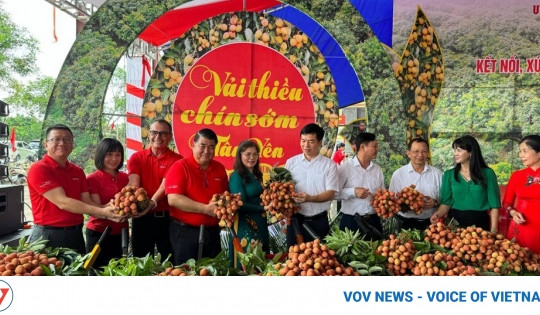 Central Retail plans to sell 300 tonnes of Bac Giang lychees