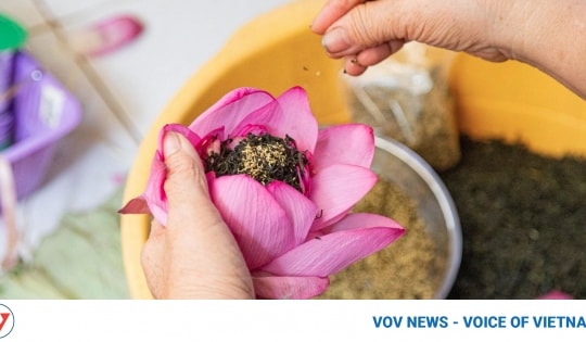 Discovering lotus tea making art of Hanoians