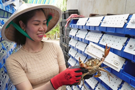 High-tech crab farming method paves the way for Cà Mau aquaculture