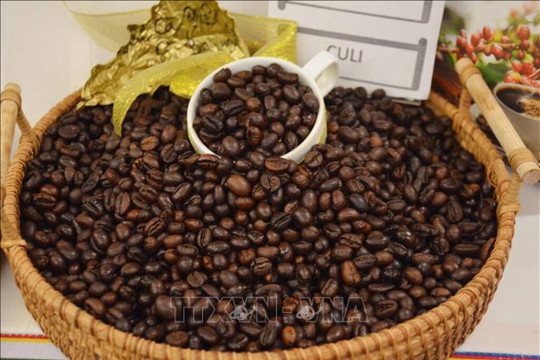 Giá cà phê hôm nay (29-5): Giá cà phê trong nước tiếp tục tăng