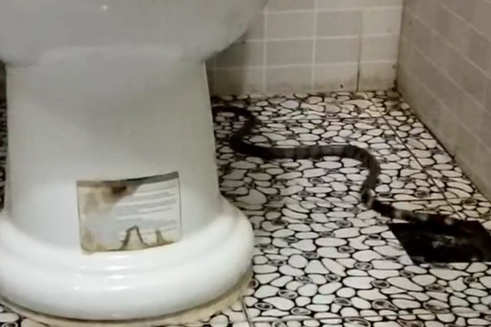 Rắn cực độc xuất hiện trong nhà vệ sinh tại Nghệ An, gia chủ hoảng hồn
