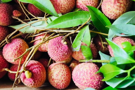 Vượt sầu riêng, một loại quả Việt có giá đắt đỏ nhất chợ
