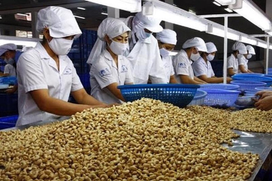 Bị 'lật kèo' hàng trăm nghìn tấn điều thô, doanh nghiệp Việt có thể khởi kiện?