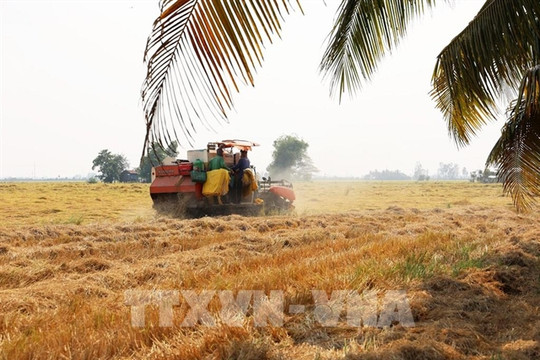 Over 1,000 tonnes of rice allocated to five central, Central Highlands localities
