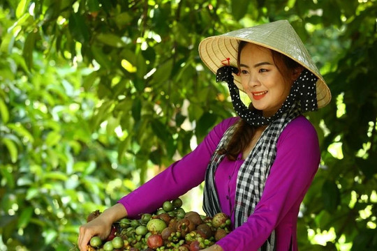 Binh Duong’s ripe-fruit season festival 2024 attracts around 100 pavilions