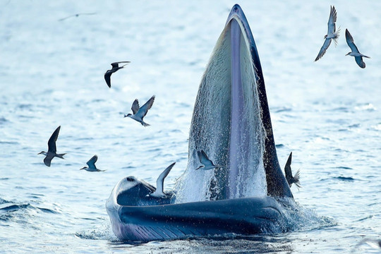 Cá voi dài 10m liên tục ngoi lên mặt nước ở vùng biển Bình Định