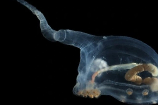 Phát hiện những sinh vật kỳ lạ dưới biển sâu