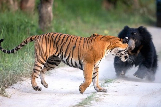 Gấu và hổ Siberia chạm trán ở Ấn Độ