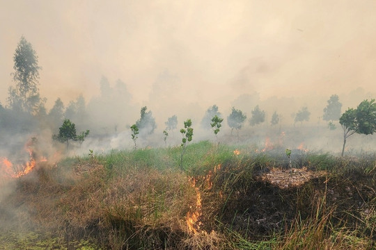 Cháy lớn ở Vườn quốc gia Tràm Chim