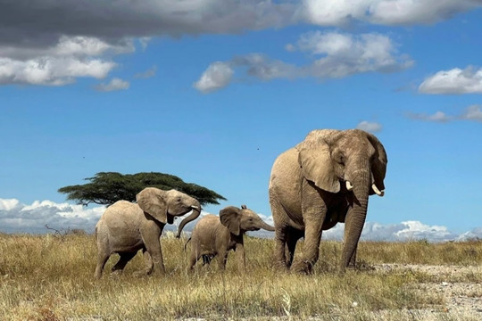 Loài voi châu Phi biết gọi nhau bằng tên riêng