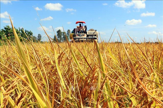 Giá lúa gạo hôm nay (13-6): Giá gạo nguyên liệu và thành phẩm tăng nhẹ