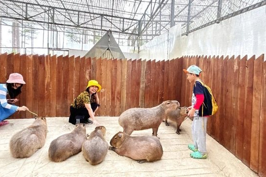 Lên Đà Lạt diện kiến Capybara - chú chuột lang nước hot trend 