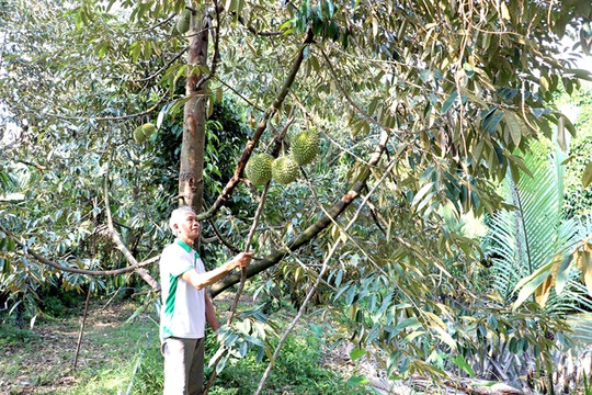 Tiền Giang aims to get production codes for more fruit growing areas