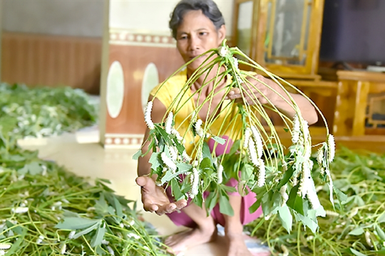 Ground silkworm farming moves from northern plains to mountainous province