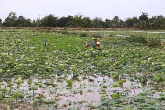Đồng Tháp Province to develop lotus cultivation sustainably